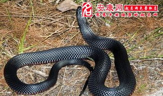 梦见黑灰大蛇是什么预兆女人周公解梦了,女人梦见黑灰大蛇的寓意与预兆解析