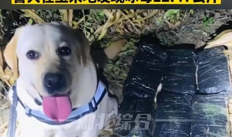 汪汪队立功奖励“鸡腿花环”和摸摸头警犬在边境玉米地发现25斤！警方为立功缉毒犬授花环加鸡腿
