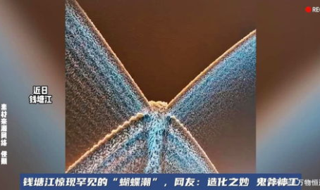 钱塘江惊现罕见的“蝴蝶潮”,罕见“蝴蝶潮”惊艳亮相,自然之美令人叹为观止