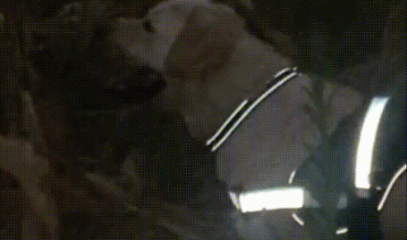 警方为立功缉毒犬授花环加鸡腿主动示警查获毒品警犬“云一”赢得“鸡腿花环”